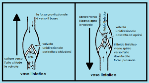 vasilinfatico