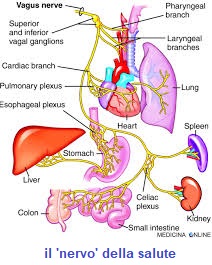 nervo vago